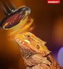 100W Infrared Ceramic Heat Lamp for Reptiles view 4