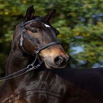 Barefoot Bitless Bridle for Horses, Bitless Bridle and Sidepull in One, Softly Padded, COB, Black