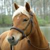 Barefoot Bitless Bridle for Horses, Bitless Bridle and Sidepull in One, Softly Padded, COB, Black view 3