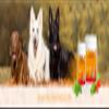 Dr. Weyrauch No. 4 Goldwert | 60 Capsules | Complementary Feed for Dogs | With Trace Elements view 3