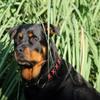 Tysons Breeches Extra-Wide Black Leather Dog Collar with Red Cross Stitching, XL 55–65 cm view 2