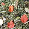 JR Grainless Herbs Guinea Pig 5 kg view 3