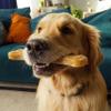 Croci King Bone Chicken Flavored Dog Chews view 4
