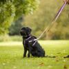 HALTI Walking Dog Harness | Size S, Purple view 3