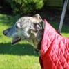 Cosipet Whippet Anorak Dog Coat, Nylon, 51 cm, Red view 3