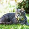 Rogz Collar for Tractive GPS CAT 4, Adjustable to Your Cat’s Weight, with Safety Release Buckle (Yellow) view 2