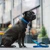 Dingo Extra Energy Dog Leash view 4