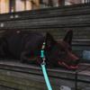 Dingo Dog Leash Energy view 3