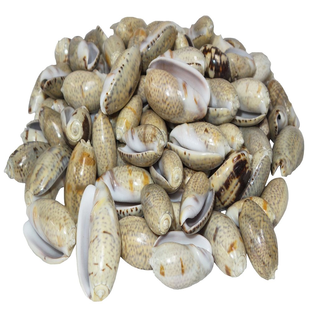 U.S. Olive Mussel Shells