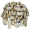 U.S. Olive Mussel Shells view 1