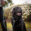 Sporty Retriever Leash | 6 mm Rope Dog Leash with Integrated Collar and Antler Stop view 4