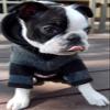 Hip Doggie HD-7SSSHG-M Super-Soft Striped Hoodie Dog Sweater, M, Gray view 2