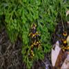 Sphagnum Moss for Terrariums (125g) view 2