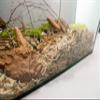 Sphagnum Moss for Terrariums (125g) view 4