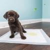 BPS Pet Training Pads, Carbon Training Soakers, Super Absorbent, 20-Pack, 60 x 90 cm view 4