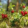 6 x 0.7 L Cranberry Juice (100% Direct Juice) - Original Satower view 4