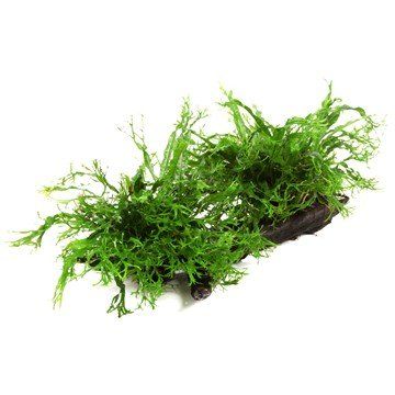 Microsorum pteropus 'Windelv' on Mangrove Wood - Size XL