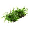Microsorum pteropus 'Windelv' on Mangrove Wood - Size XL view 1