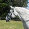 Rhinegold Anatomical Bridle, Havana view 2