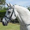 Rhinegold Anatomical Bridle, Havana view 3