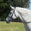 Rhinegold Anatomical Bridle, Havana view 4