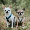 Hurtta Padded Y-Shaped Dog Harness view 3