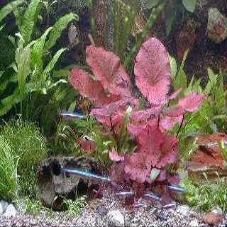 Mühlan Anti-Algae Set – 40 Fast-Growing Plants + 2 Tiger Lotus