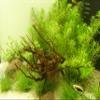 Mühlan Anti-Algae Set – 40 Fast-Growing Plants + 2 Tiger Lotus view 2