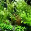 Mühlan Anti-Algae Set – 40 Fast-Growing Plants + 2 Tiger Lotus view 3