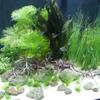 Mühlan Anti-Algae Set – 40 Fast-Growing Plants + 2 Tiger Lotus view 4
