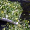 Naturix24 Sliced Leek, 1 kg view 1
