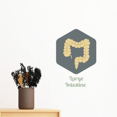DIYthinker Large Intestine Removable Wall Sticker, 70 cm