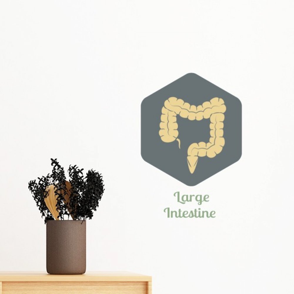 DIYthinker Large Intestine Removable Wall Sticker, 70 cm