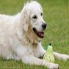 Petface Latex Pear Dog Toy, Large view 3