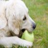 Petface Latex Pear Dog Toy, Large view 4