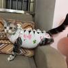 JIAN YA NA Surgery Recovery Suit for Cats and Small Dogs view 4