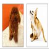Boowhol Pet Brush for Dogs and Cats (S, Green) view 3
