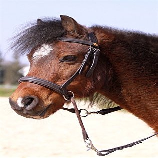 Barefoot Bitless Bridle for Horses, Bitless Bridle and Sidepull in One, Softly Padded with Wide Noseband, Browband and Crownpiece, Ideal for Western, English and Trail Riding, Black