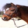 Barefoot Bitless Bridle for Horses, Bitless Bridle and Sidepull in One, Softly Padded with Wide Noseband, Browband and Crownpiece, Ideal for Western, English and Trail Riding, Black view 1