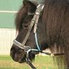Barefoot Bitless Bridle for Horses, Bitless Bridle and Sidepull in One, Softly Padded with Wide Noseband, Browband and Crownpiece, Ideal for Western, English and Trail Riding, Black view 4