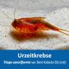 AQ4Aquaristik Triops cancriformis VAR. Beni Kabuto EBI (Red) - Approx. 100 Ancient Shrimp Eggs with Instructions view 2