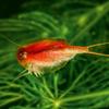 AQ4Aquaristik Triops cancriformis VAR. Beni Kabuto EBI (Red) - Approx. 100 Ancient Shrimp Eggs with Instructions view 3