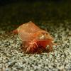 AQ4Aquaristik Triops cancriformis VAR. Beni Kabuto EBI (Red) - Approx. 100 Ancient Shrimp Eggs with Instructions view 4