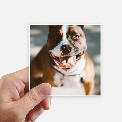 DIYthinker Bulldog Pet Animal Frightful Image Square Stickers, 10 cm, 8-Piece Set