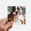 DIYthinker Bulldog Pet Animal Frightful Image Square Stickers, 10 cm, 8-Piece Set view 1