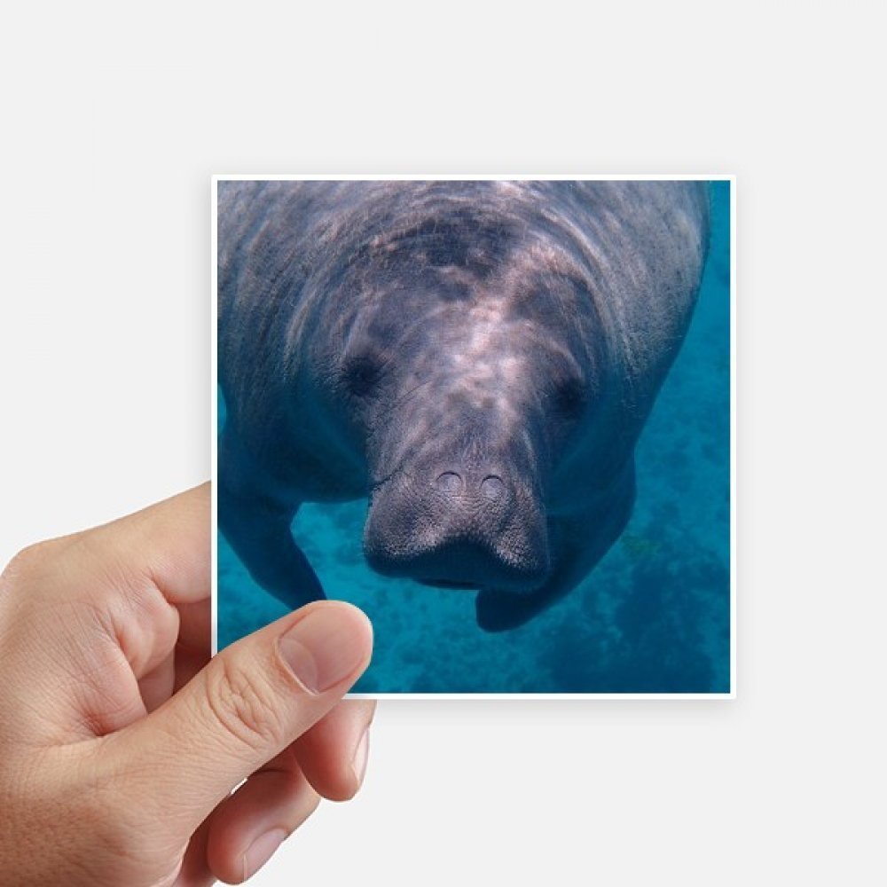 DIYthinker Marine Organism Animal Photo Square Stickers, 8 Pieces, 10 x 10 cm