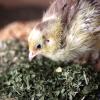 WachtelGold Oregano 100g view 3