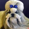 HOLLIHI 24 PCS/12 Pair Cute Pet Hair Bows view 4