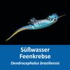 Brazilian Freshwater Fairy Shrimp Breeding Starter, 2,000 Eggs view 2