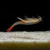 Brazilian Freshwater Fairy Shrimp Breeding Starter, 2,000 Eggs view 3